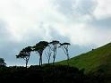 Lone trees